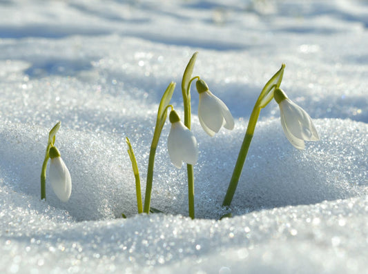 Perce neige